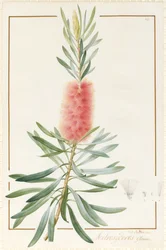 Metrosyderos Glauca, 1812